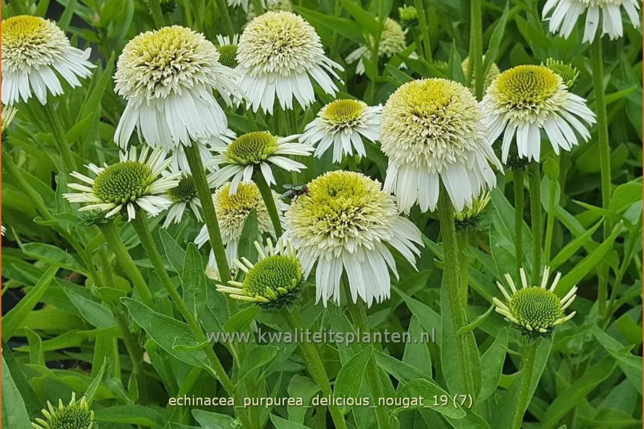 Echinacea purpurea 'Delicious Nougat'