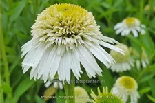 Echinacea purpurea 'Delicious Nougat'