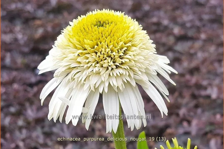 Echinacea purpurea 'Delicious Nougat'