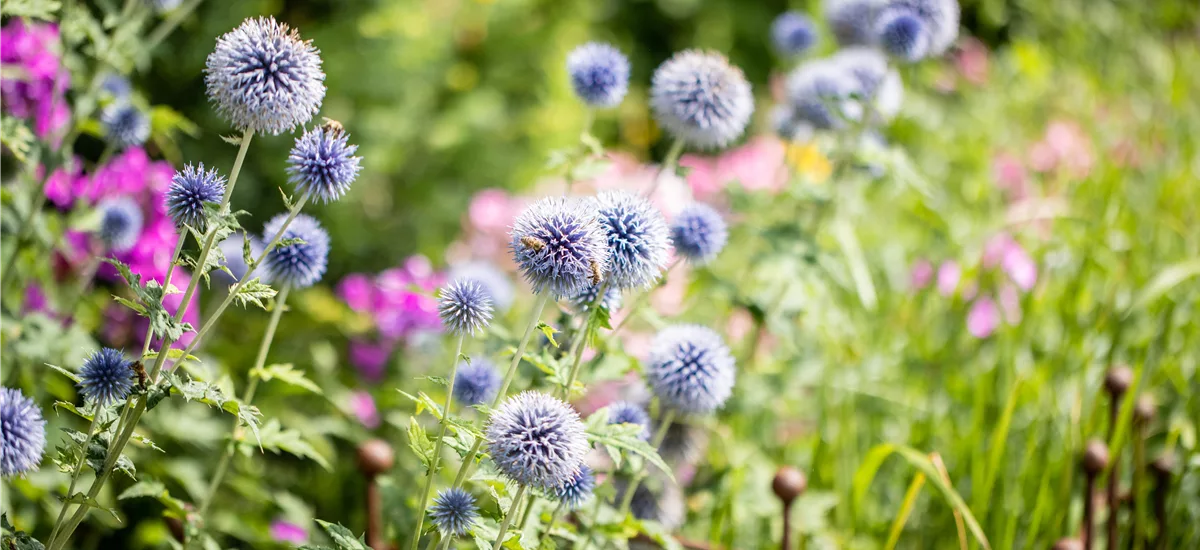 Echinops bannaticus 'Blue Glow'