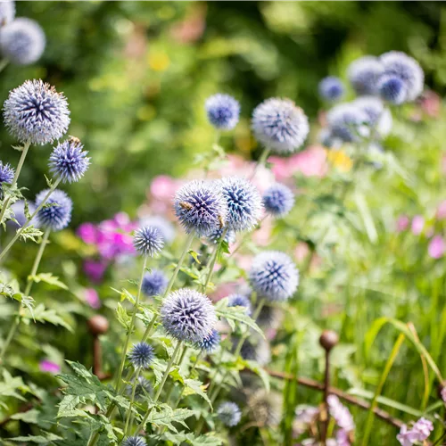 Echinops bannaticus 'Blue Glow'