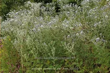Echinops bannaticus 'Star Frost'