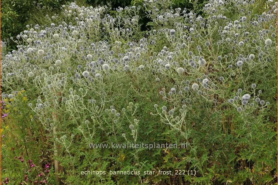 Echinops bannaticus 'Star Frost'