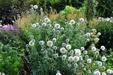 Echinops bannaticus 'Star Frost'