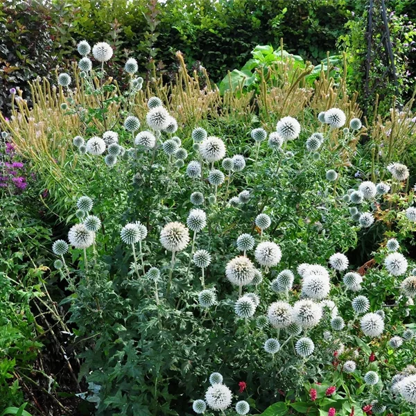Echinops bannaticus 'Star Frost'