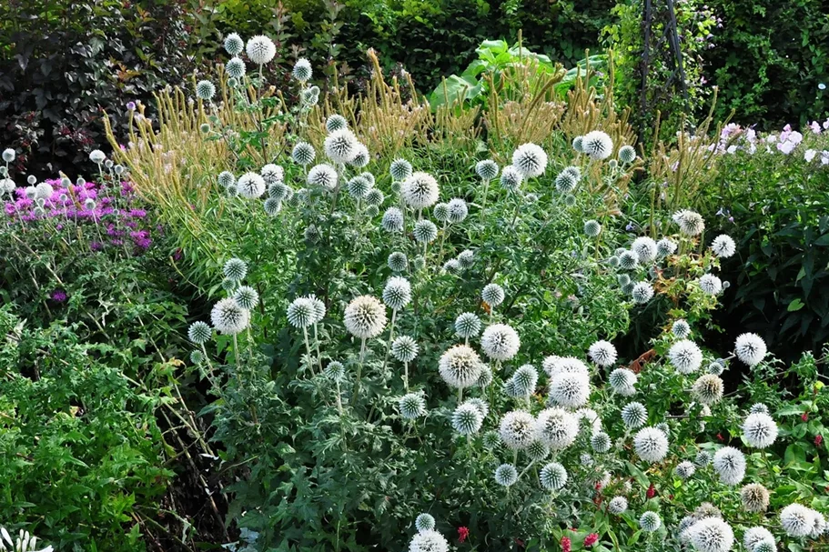 Echinops bannaticus 'Star Frost'