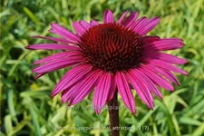 Echinacea purpurea 'Fatal Attraction'®