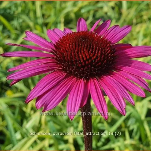 Echinacea purpurea 'Fatal Attraction'®