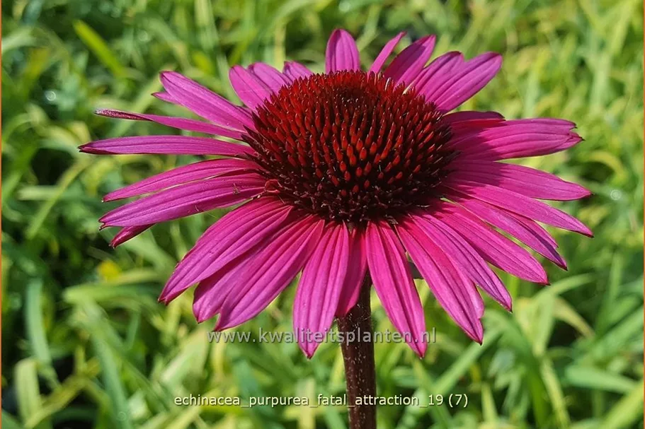 Echinacea purpurea 'Fatal Attraction'®