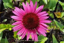 Echinacea purpurea 'Fatal Attraction'®