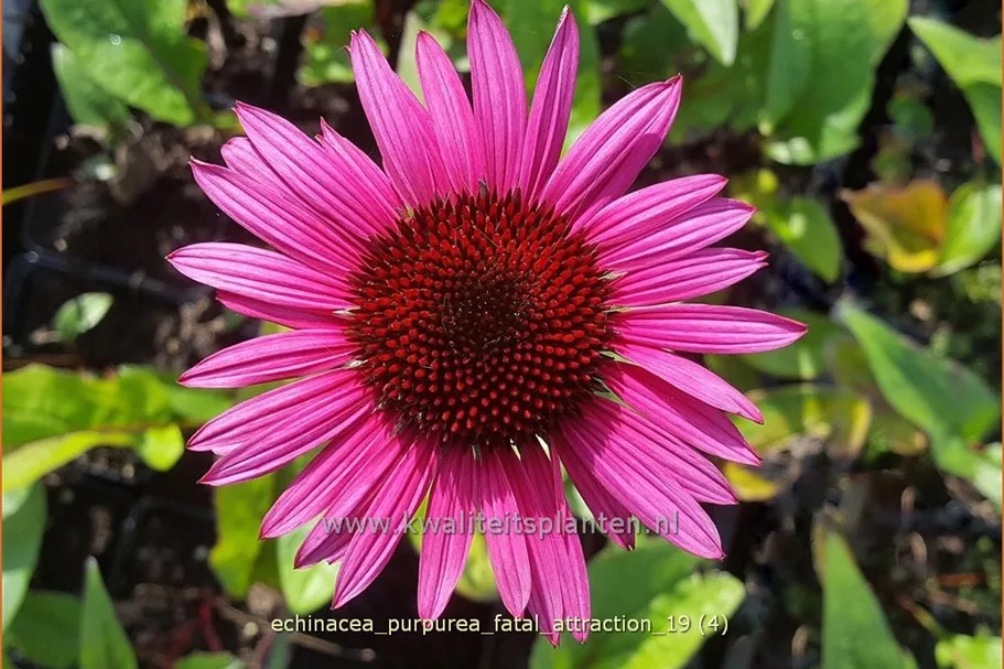 Echinacea purpurea 'Fatal Attraction'®