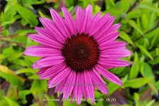 Echinacea purpurea 'Fatal Attraction'®