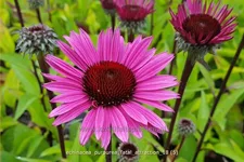 Echinacea purpurea 'Fatal Attraction'®