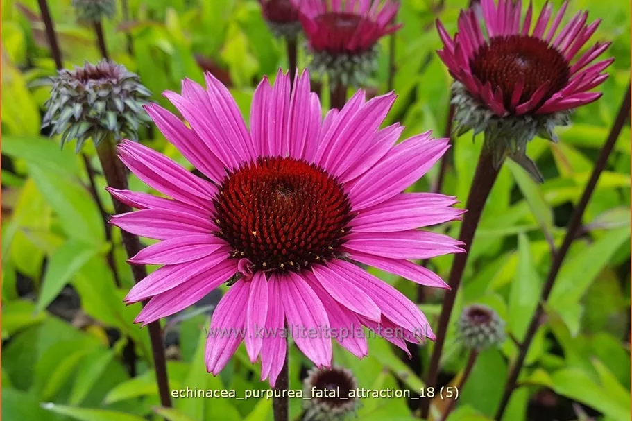 Echinacea purpurea 'Fatal Attraction'®