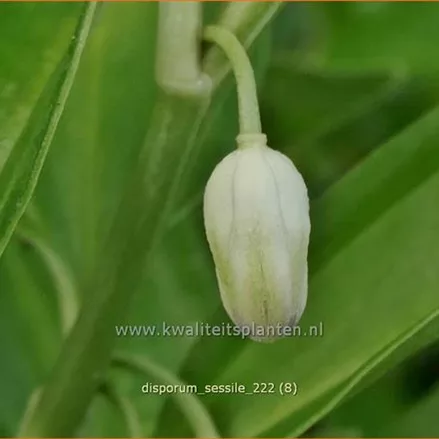 Disporum sessile