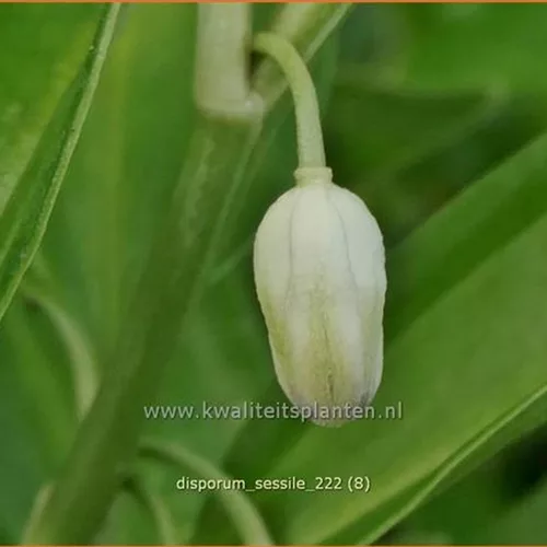 Disporum sessile