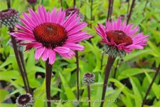 Echinacea purpurea 'Fatal Attraction'®