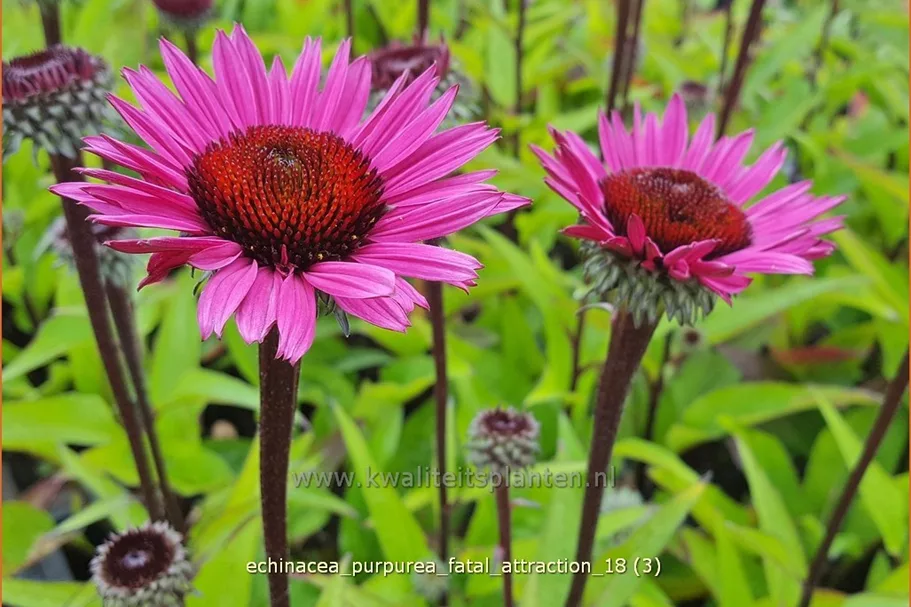 Echinacea purpurea 'Fatal Attraction'®