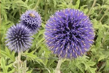 Echinops bannaticus 'Taplow Blue'