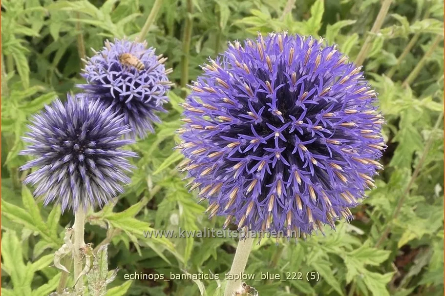 Echinops bannaticus 'Taplow Blue'