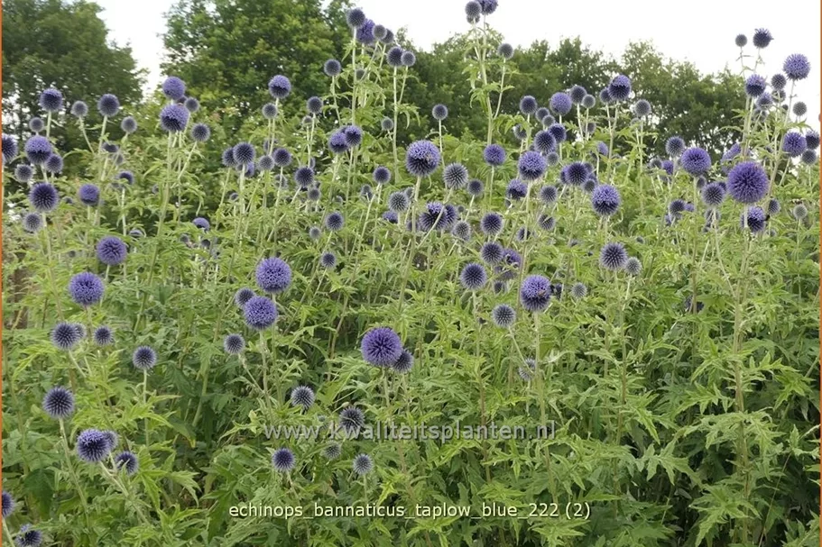Echinops bannaticus 'Taplow Blue'