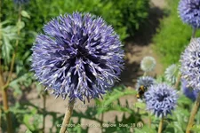Echinops bannaticus 'Taplow Blue'
