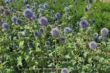 Echinops bannaticus 'Taplow Blue'