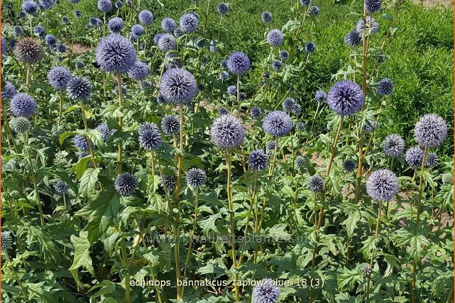 Echinops bannaticus 'Taplow Blue'