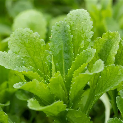 Echinops bannaticus 'Taplow Blue'