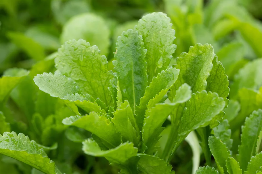 Echinops bannaticus 'Taplow Blue'