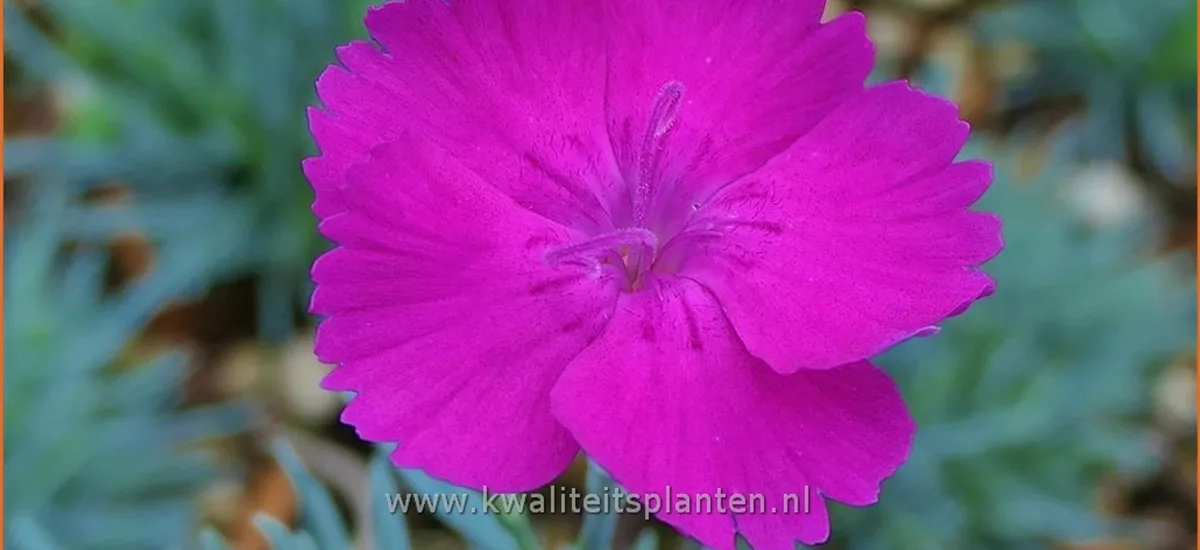 Dianthus 'Whatfield Magenta'