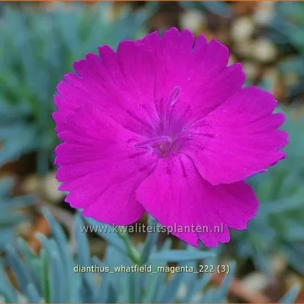 Dianthus 'Whatfield Magenta'