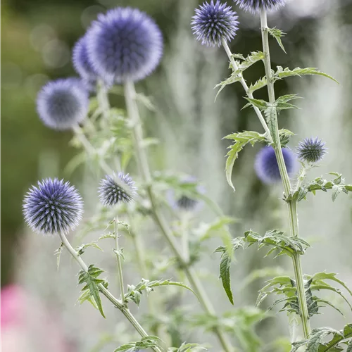 Echinops ritro