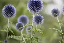 Echinops ritro