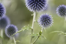 Echinops ritro