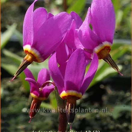 Dodecatheon jeffreyi