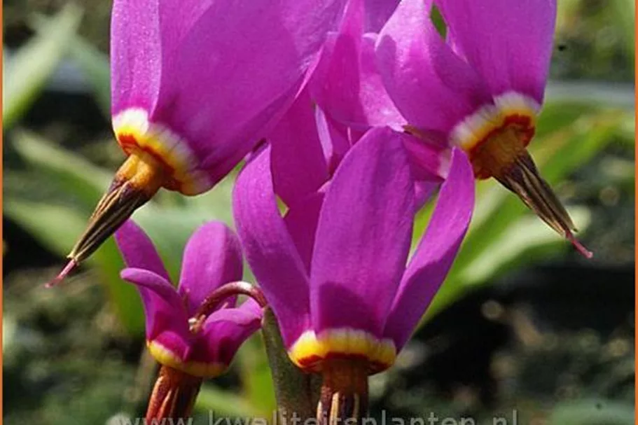 Dodecatheon jeffreyi