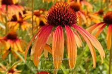 Echinacea purpurea 'Fiery Meadow Mama'