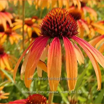 Echinacea purpurea 'Fiery Meadow Mama'