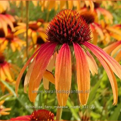 Echinacea purpurea 'Fiery Meadow Mama'
