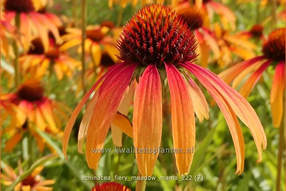 Echinacea purpurea 'Fiery Meadow Mama'