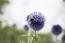 Echinops ritro