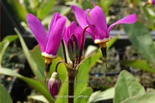 Dodecatheon jeffreyi