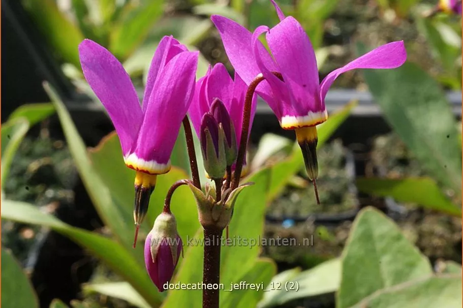 Dodecatheon jeffreyi