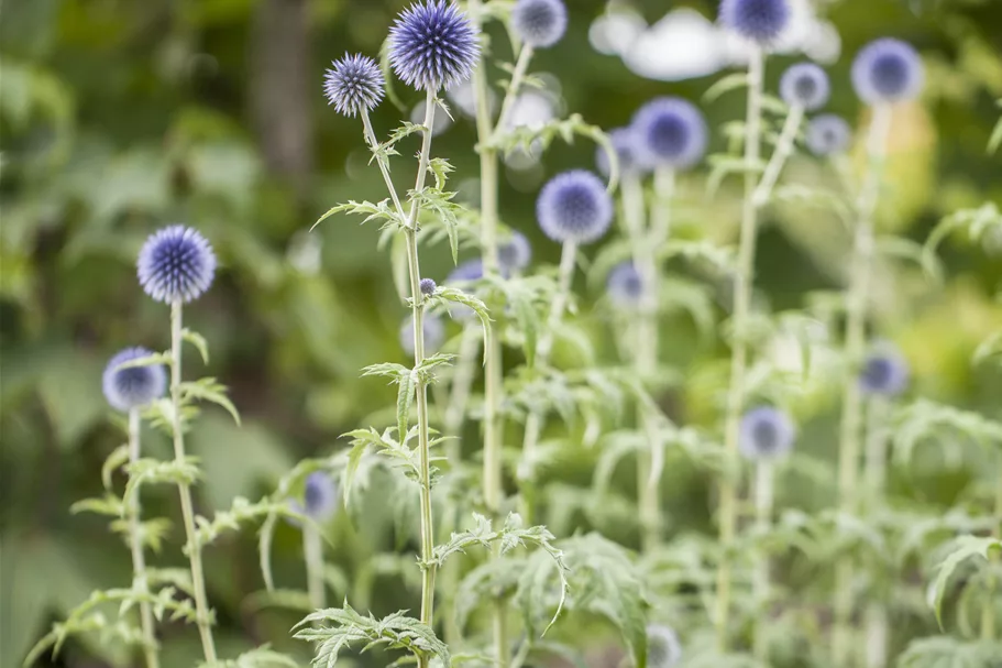 Echinops ritro