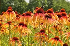 Echinacea purpurea 'Fiery Meadow Mama'