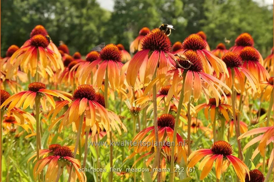 Echinacea purpurea 'Fiery Meadow Mama'