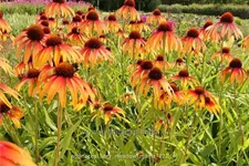 Echinacea purpurea 'Fiery Meadow Mama'