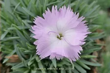 Dianthus 'Whatfield Wisp'