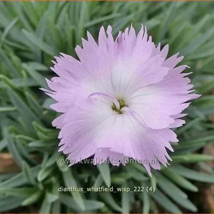Dianthus 'Whatfield Wisp'